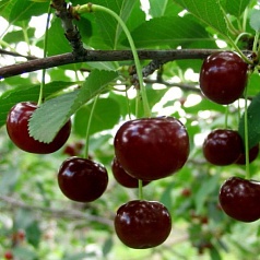 Вишня обыкновенная 'Загорьевская'